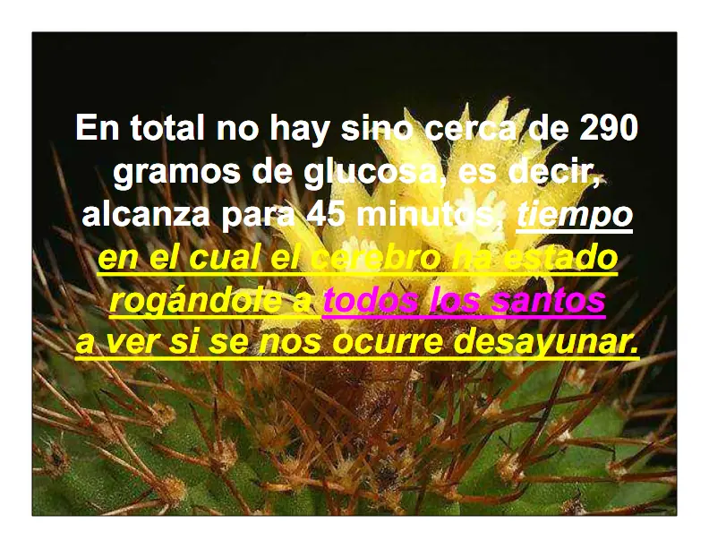 Que pasa cuando no desayunamos.