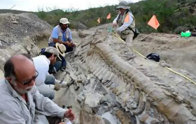 Hallan restos de una manada de dinosaurios en Neuquén