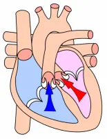 corazon