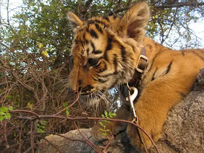 Salvemos a los Tigres de Bengala!