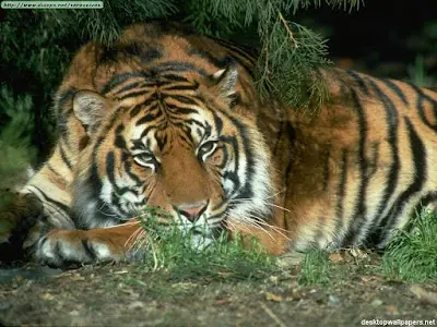 como ayudar a los tigres de beng