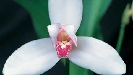 orquidea
