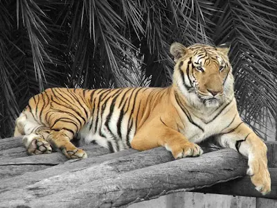 tigres