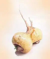 Maca, el viagra natural........