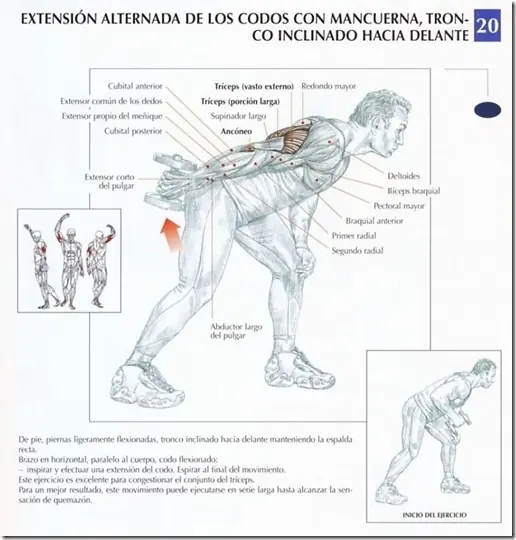 triceps