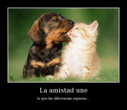 chismes