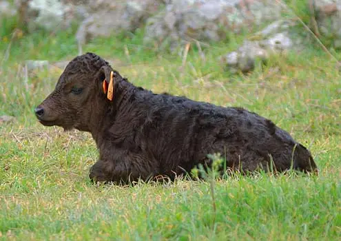 No al maltrato animal