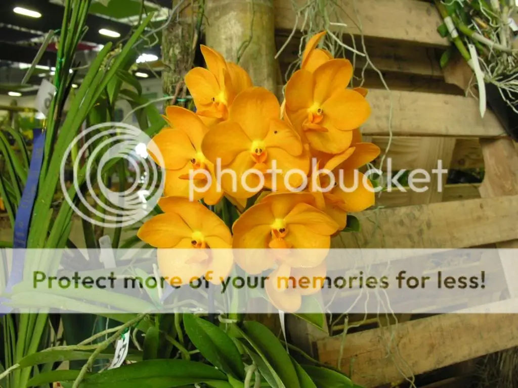 orquidea