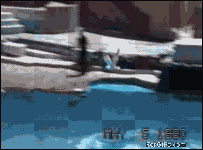 Gifs Graciosos... [Nuevos]