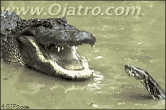 Gifs Graciosos... [Nuevos]