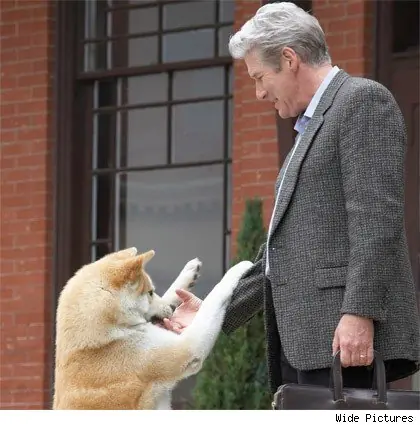 hachi