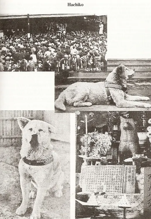Hachi, historia conmovedora