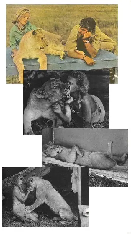 salvaje