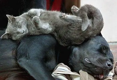 la siesta , Divino tesoro ......