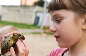 Tortugas de mascota pueden ser dañinas para la salud