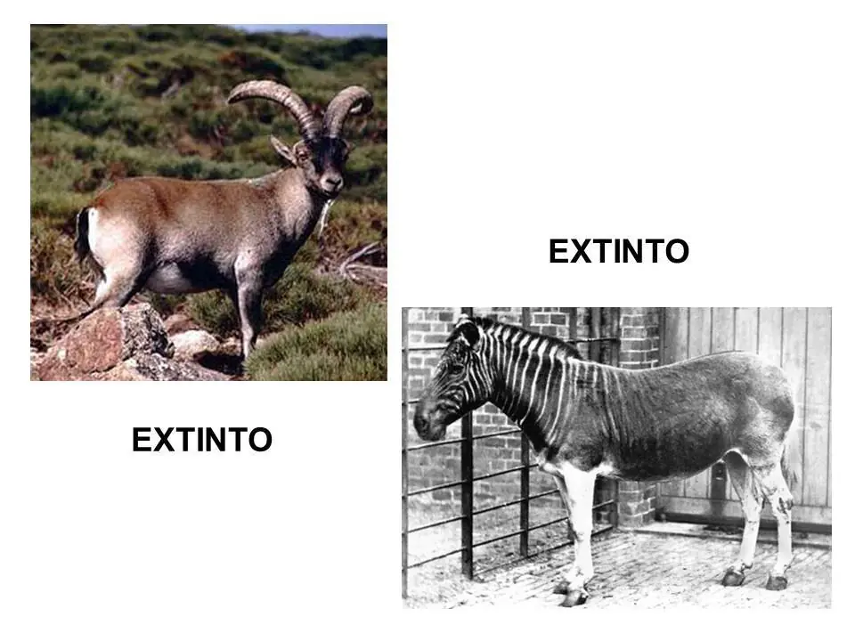 Cómo acabará el Mundo ? (JD)