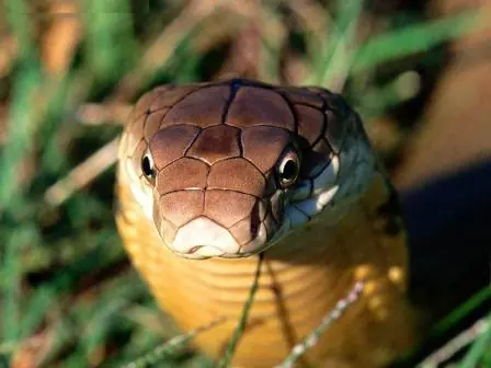 Los 10 animales más venenosos del mundo! (parte 1)