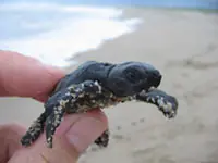 tortuga