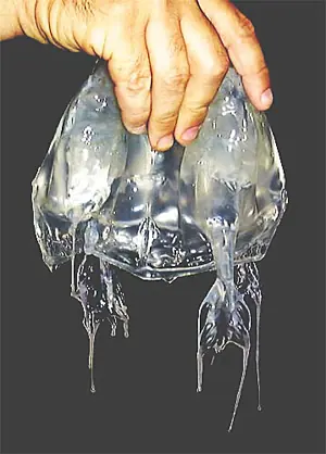 Aguas vivas. Peligro!