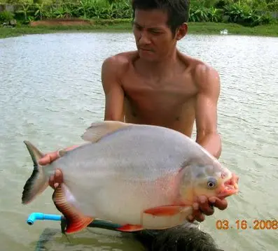 Que sabes de pesca