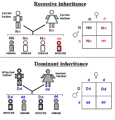 genetica