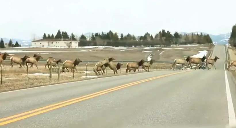 Huyen los animales ¿Posible catástrofe en el volcán?