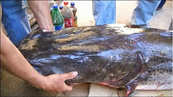 Pesca