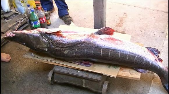 Surubi gigante en el Río Uruguay