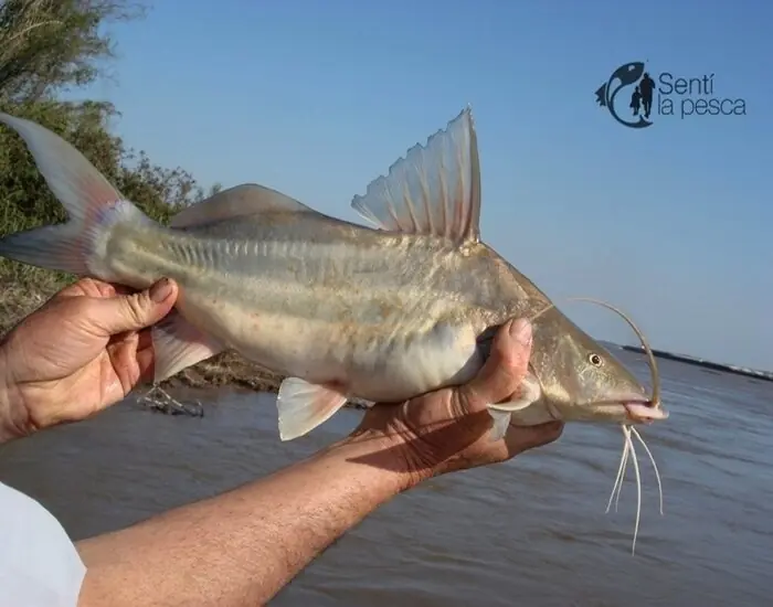 (Pesca) Pique al 23-06-2012 Rio Parana y Uruguay