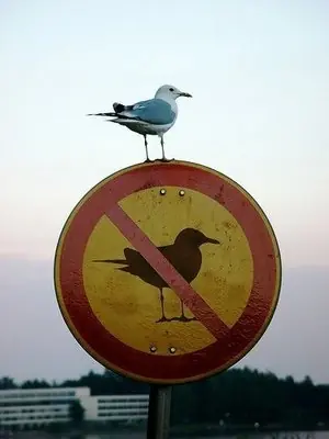 recogidas