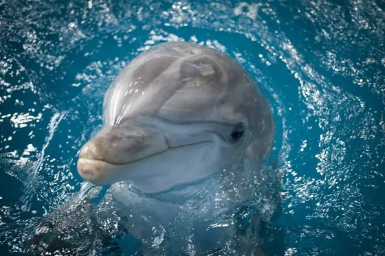 El zoo de Barcelona suspenderá las exhibiciones