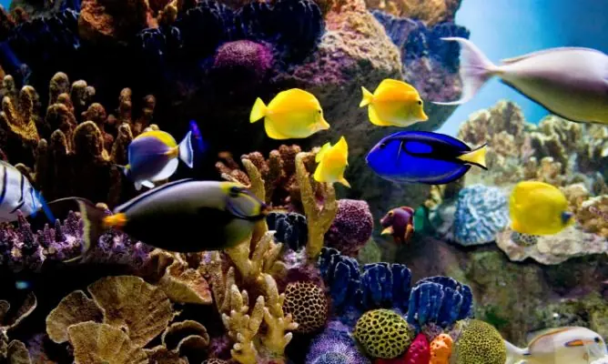 Animales