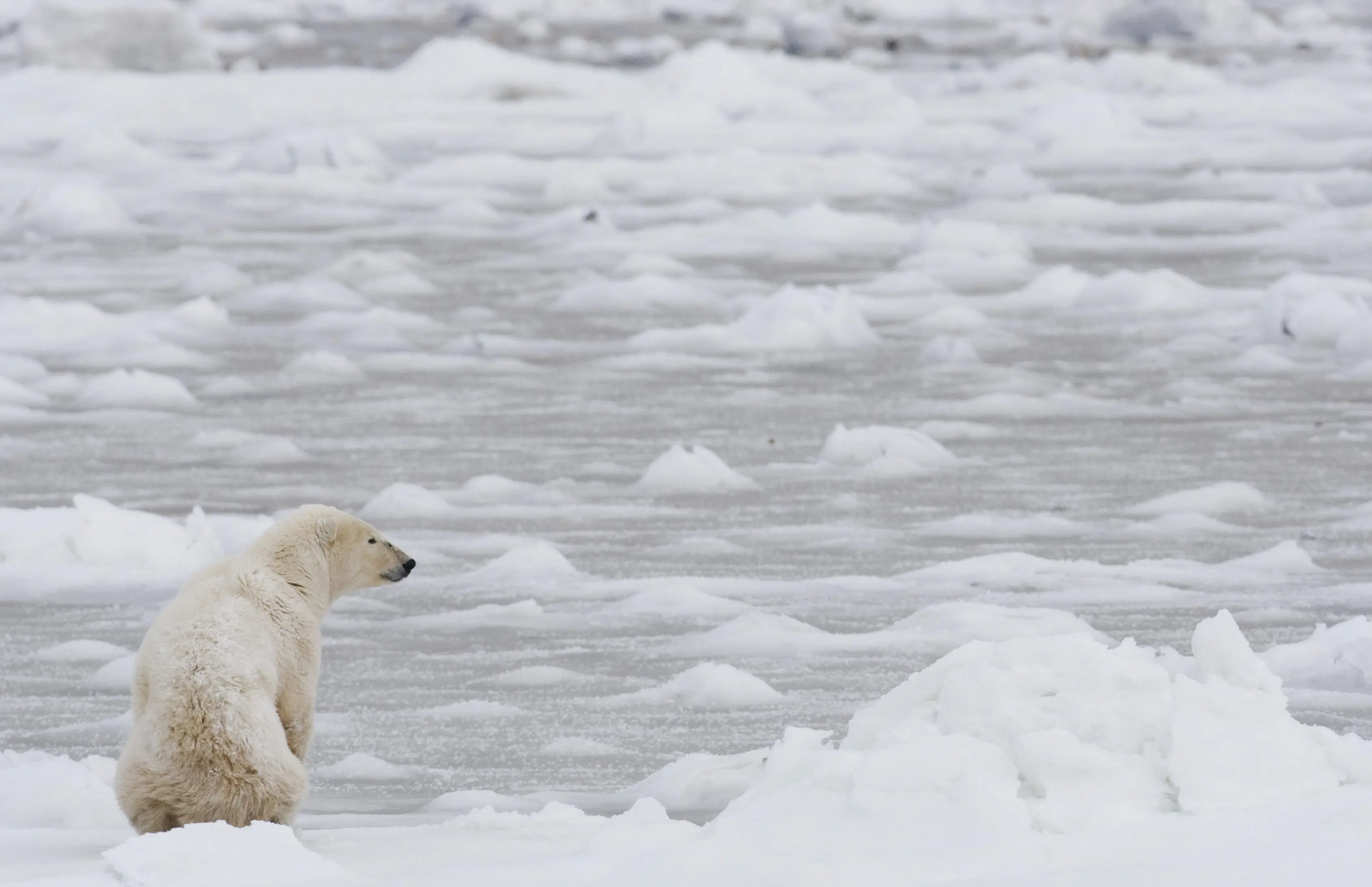 Gran parte del hielo del Ártico podría desaparecer el 202