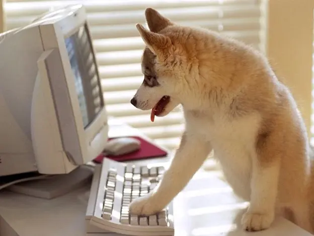 Llevar el perro al trabajo puede reducir el stress laboral