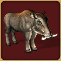 cerdo warthog animal raro