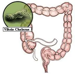 Bacterias