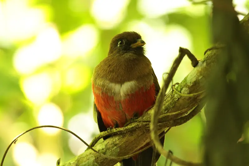 birdwatching
