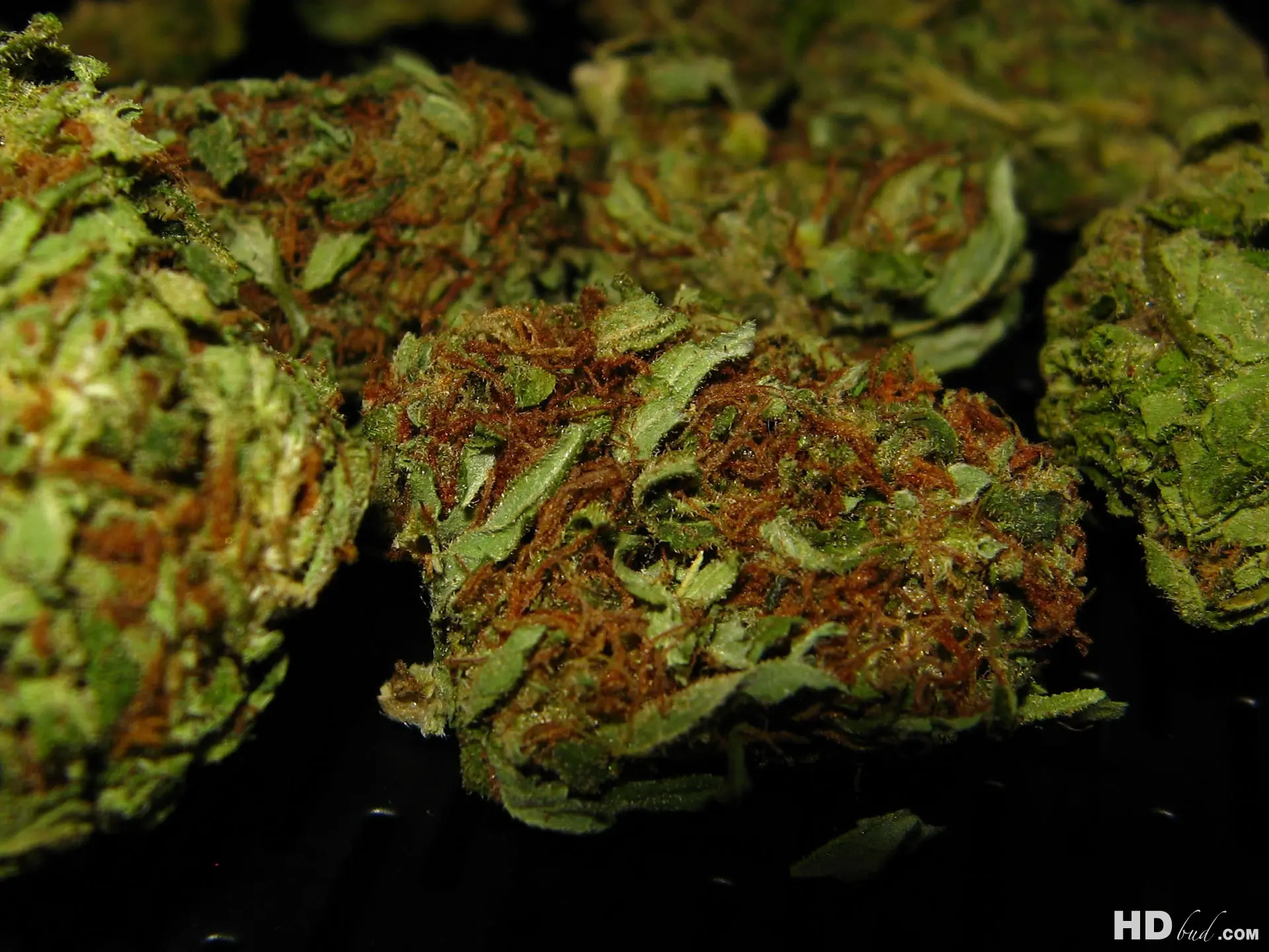 porro