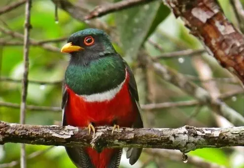 aves