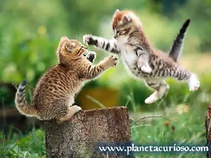 Gatitos gasiosos videos y fotos