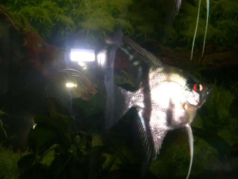 peces