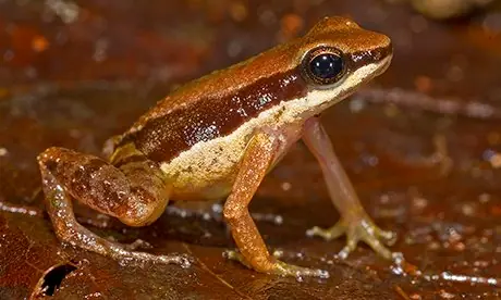 piraña vegetariana