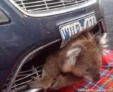 Animales en Apuros