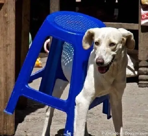 Animales