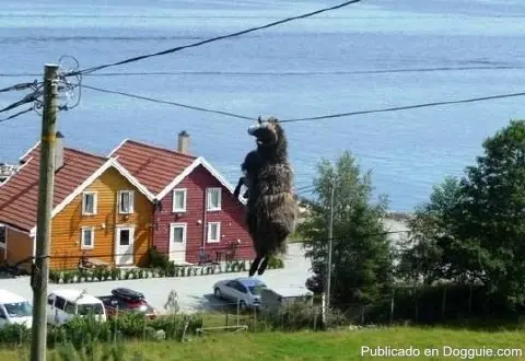 Animales en Apuros