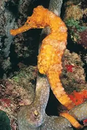 humanos