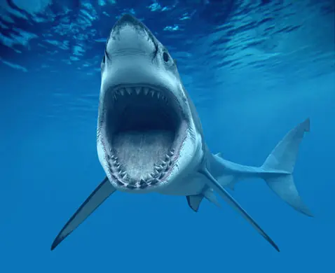 Bahamas prohíbe la pesca de tiburones
