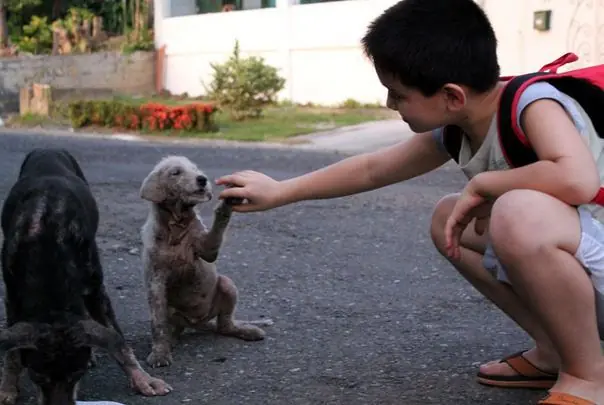 perros