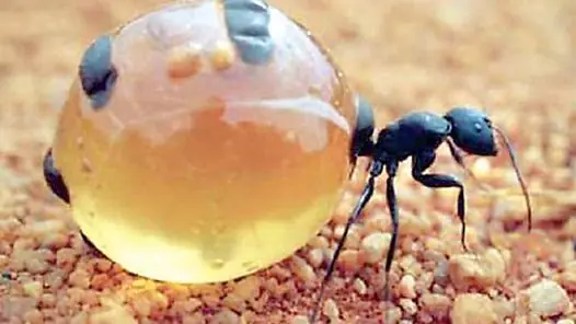 Los animales mas extremos y extraños del mundo