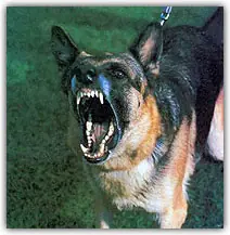 perro